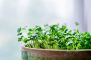 Grow microgreens